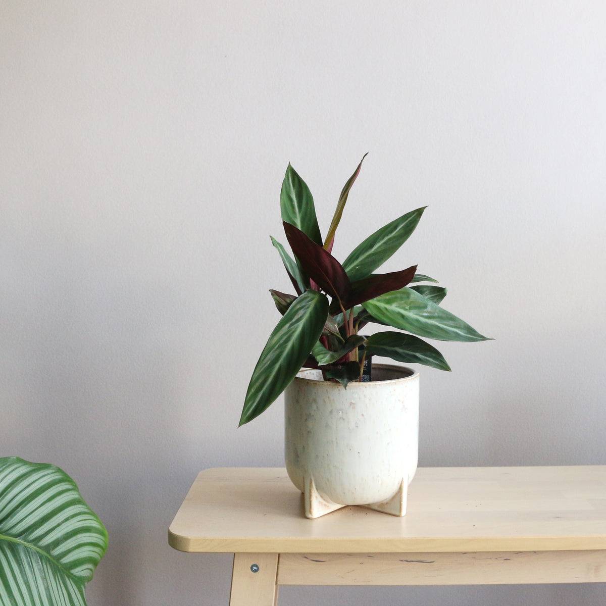 Calathea Stromanthe