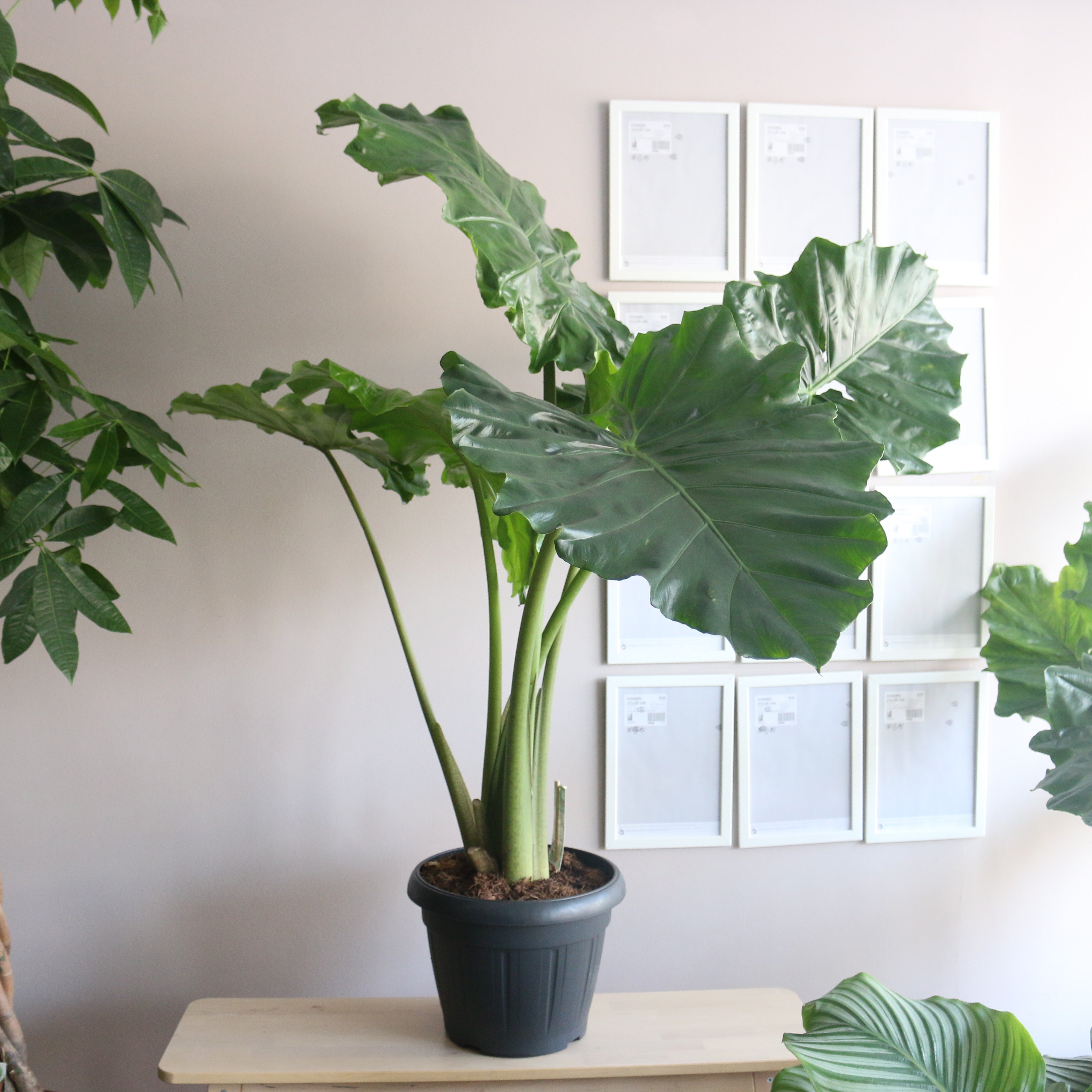 Alocasia Portodora