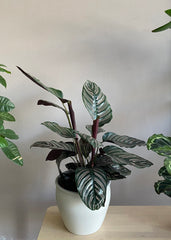 Calathea Ornata