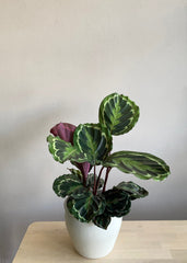 Calathea Medallion