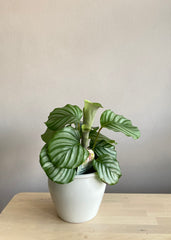 Calathea Orbifolia