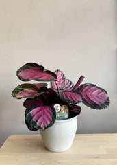 Calathea Roseopecta Rosy