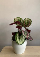 Calathea Roseopecta Silvia