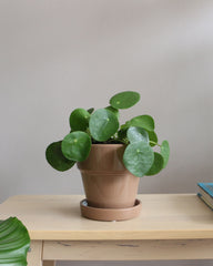 Pilea