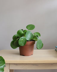 Pilea