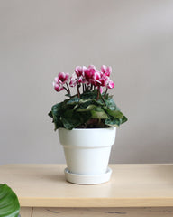 Cyclamen flowers