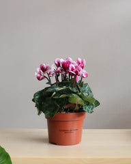 Cyclamen flowers