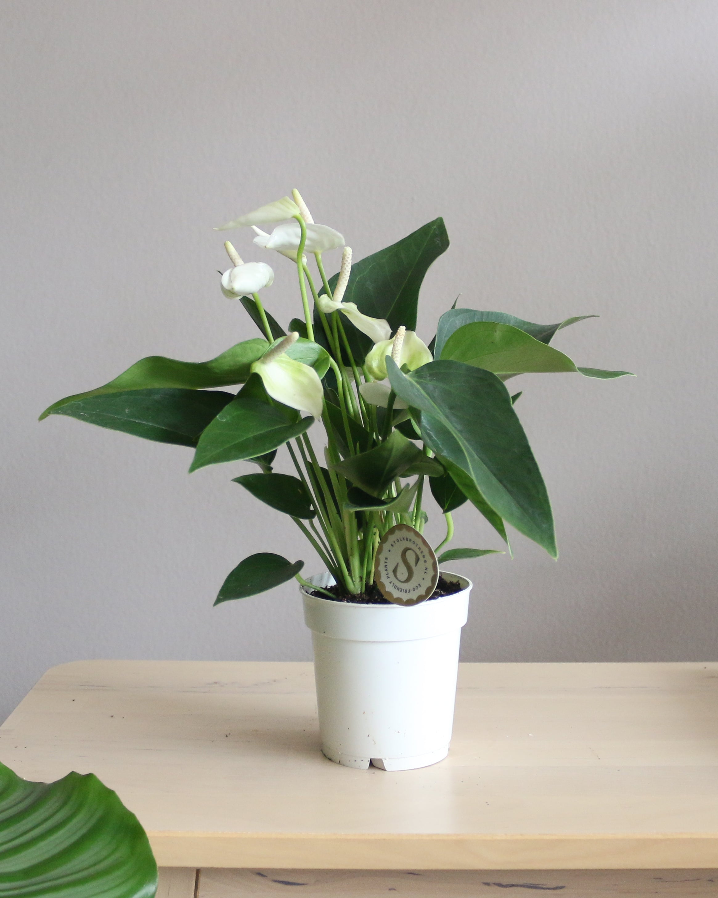 Anthurium Andraeanum