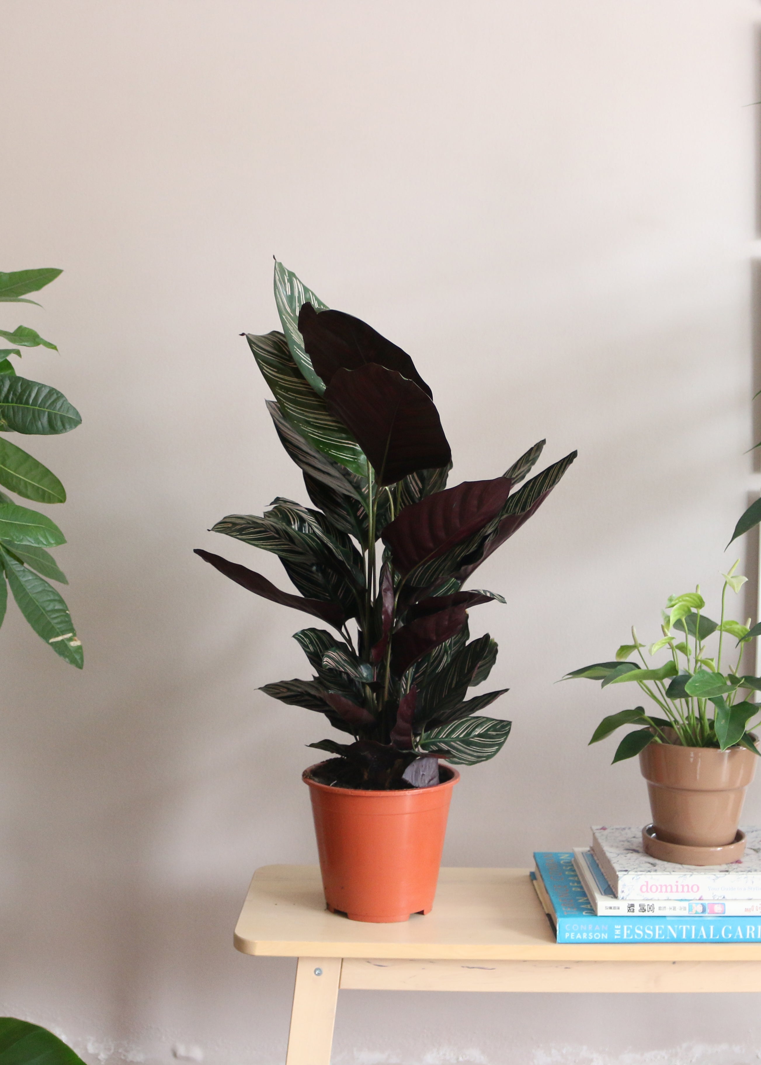 Calathea Ornata