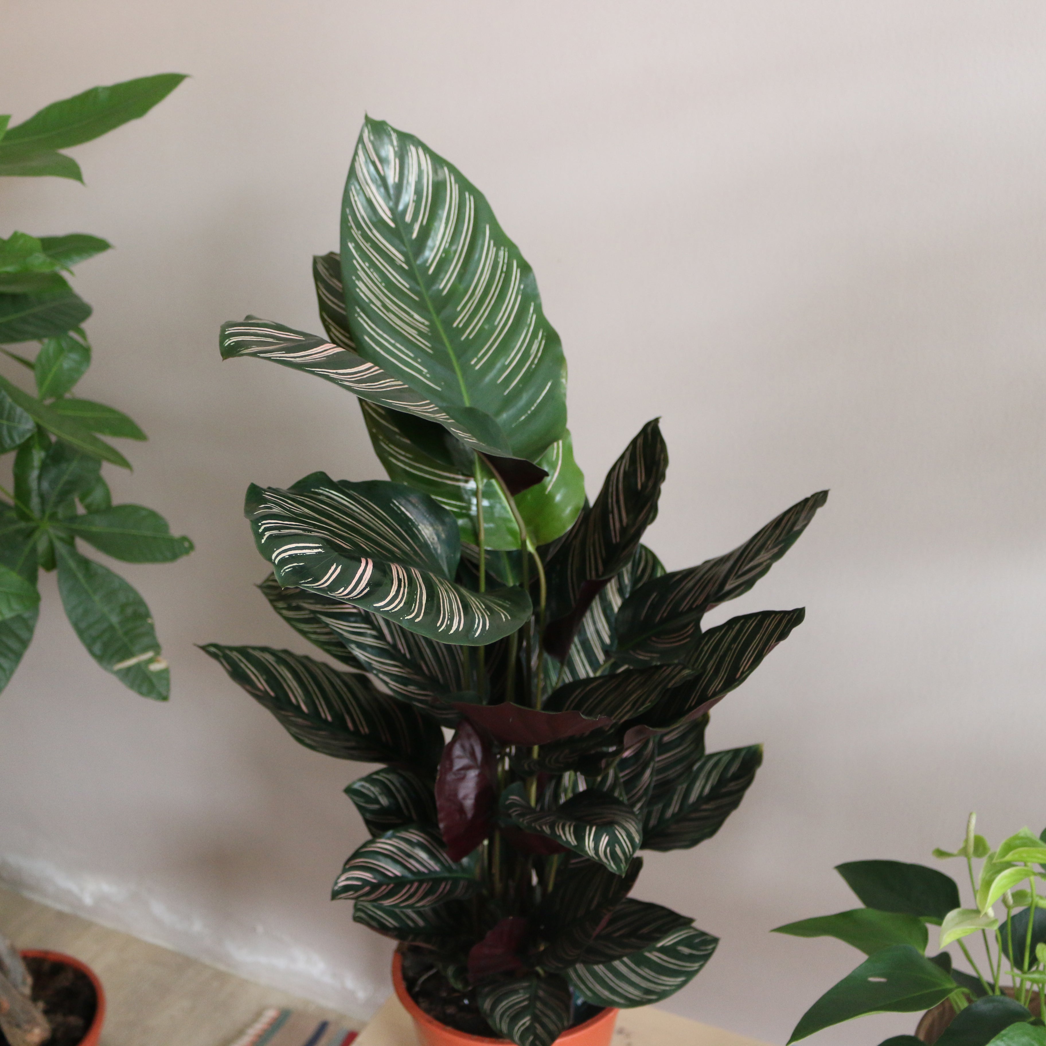 Calathea Ornata