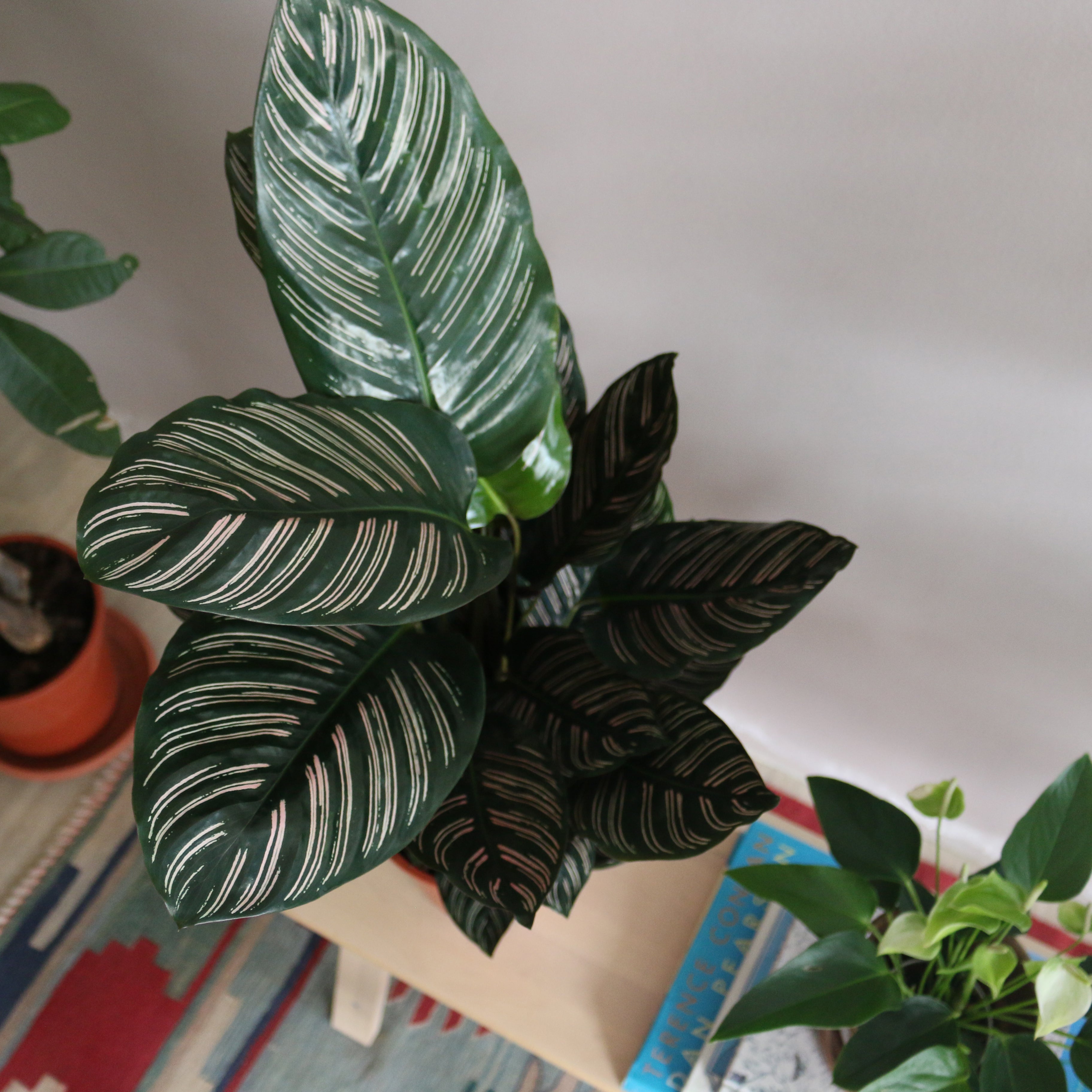 Calathea Ornata