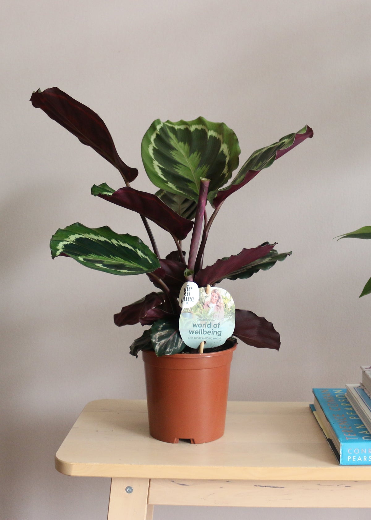 Calathea Medallion