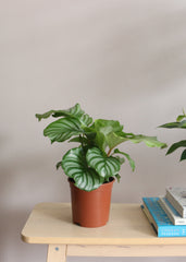 Calathea Orbifolia