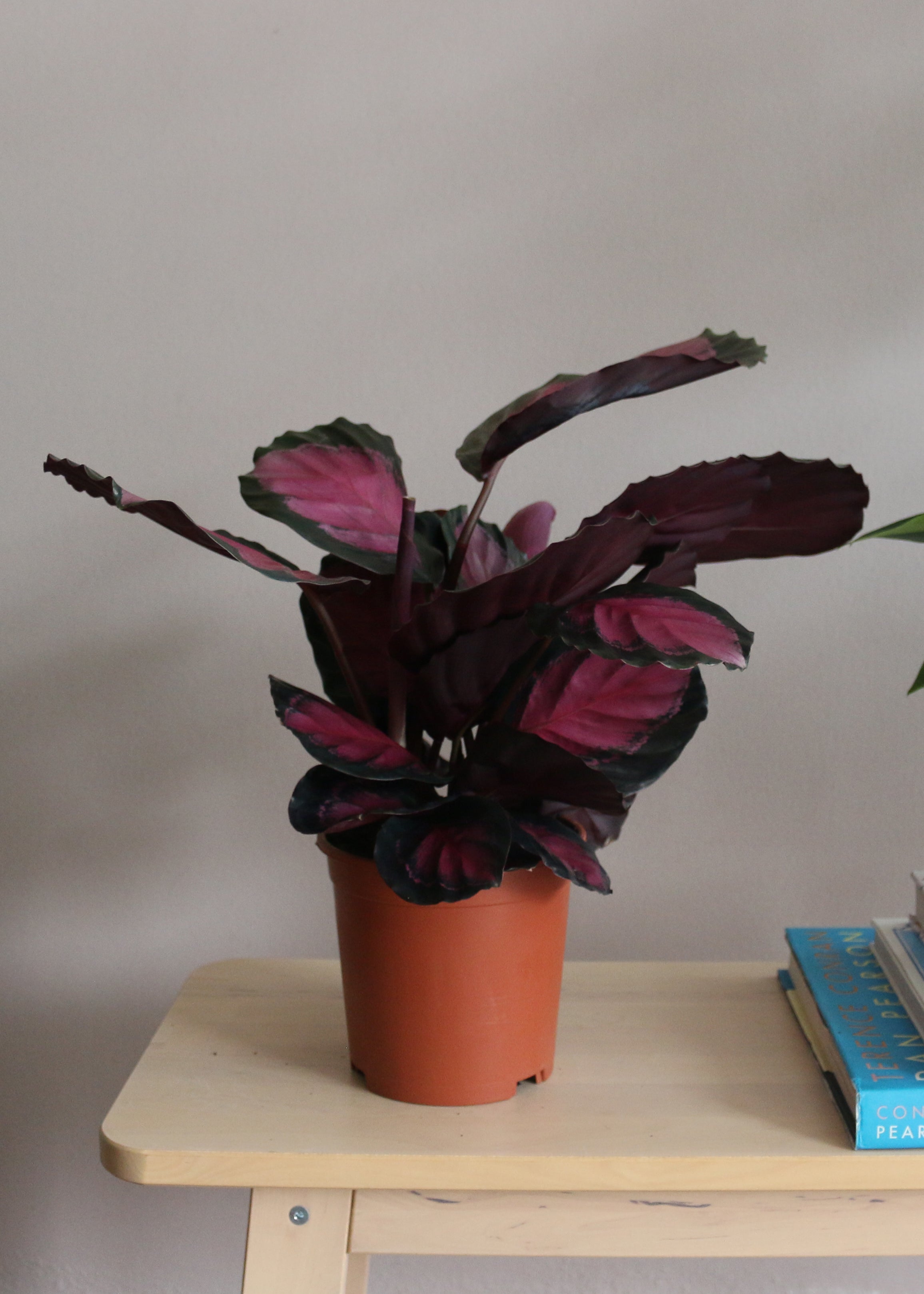 Calathea Roseopecta Rosy