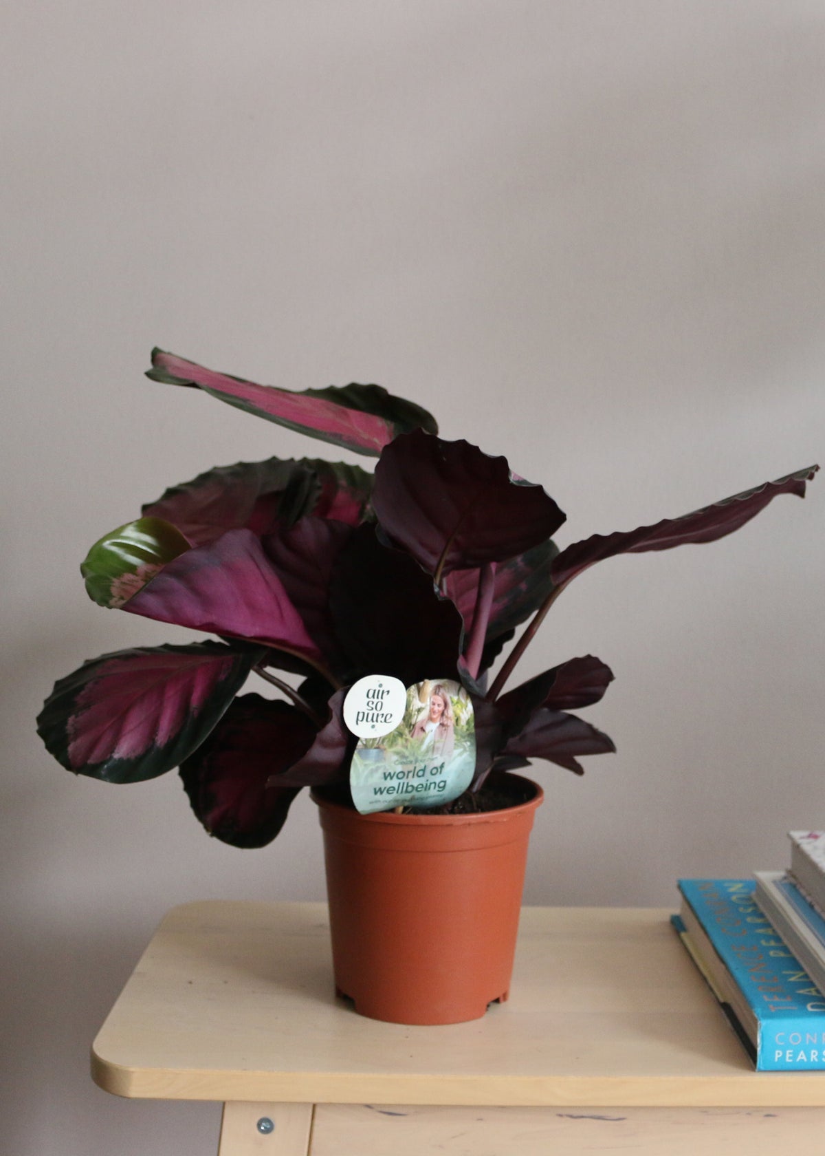 Calathea Roseopecta Rosy