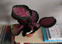 Calathea Roseopecta Rosy