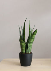 Sansevieria Zeylanica