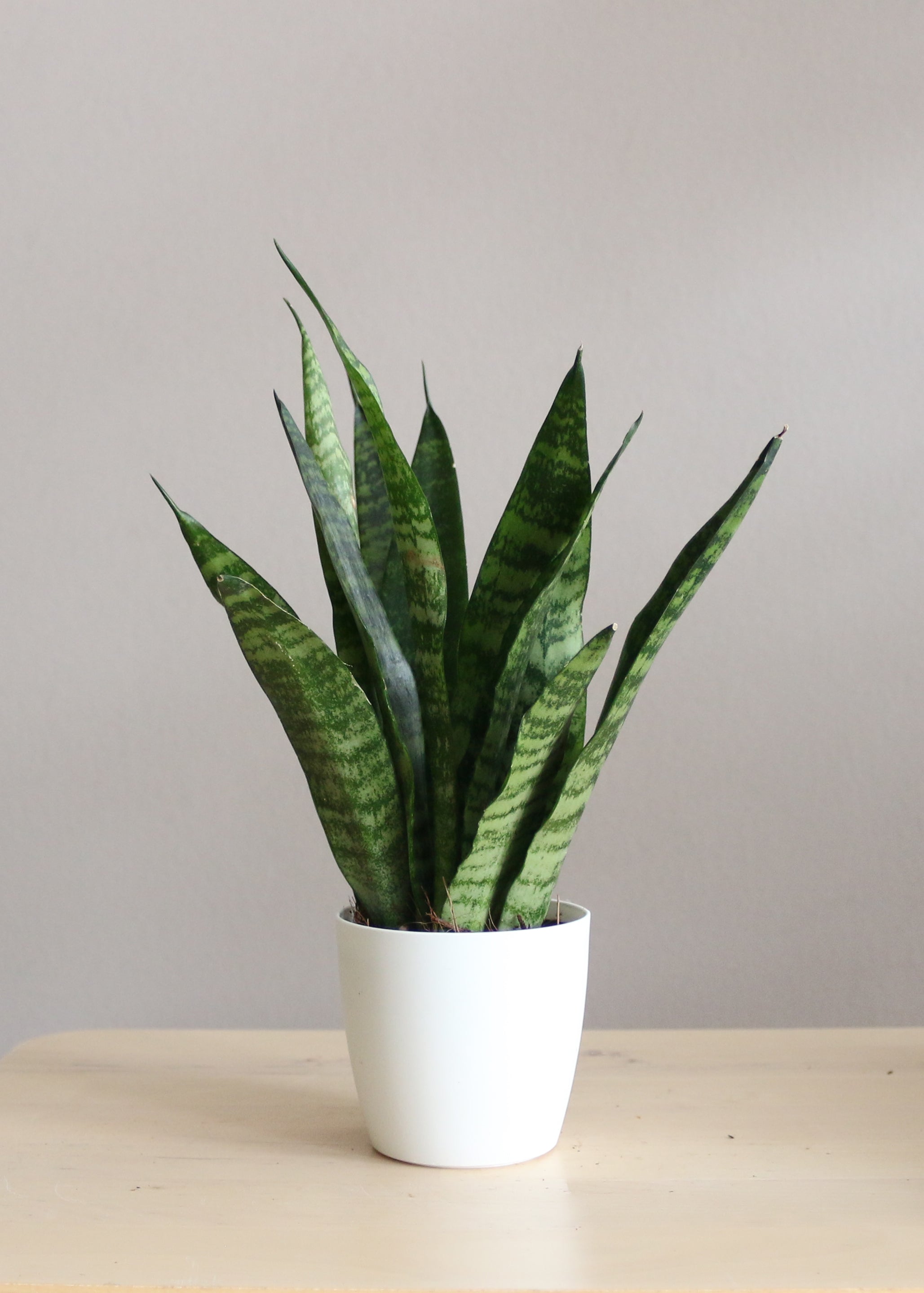 Sansevieria Zeylanica