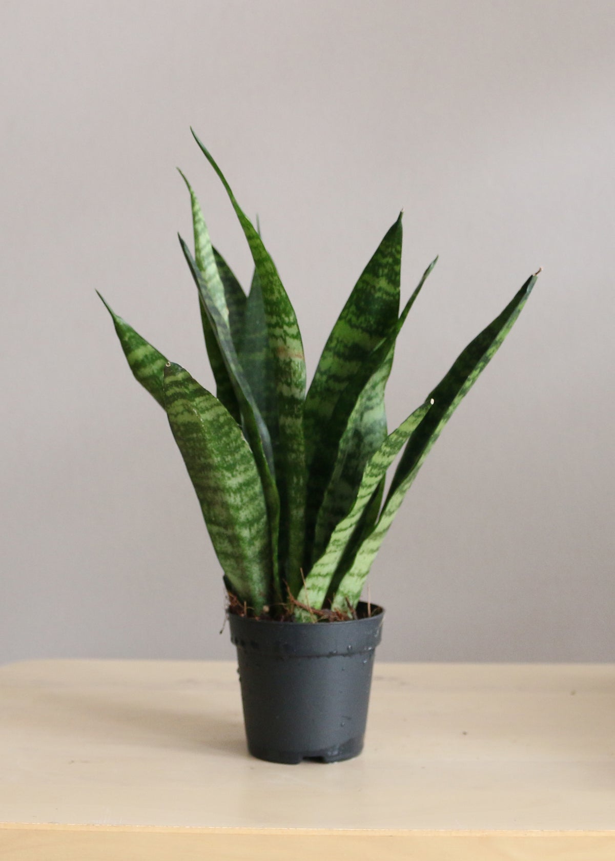 Sansevieria Zeylanica