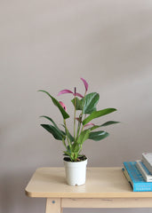 Anthurium Zizou