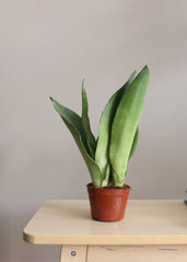 Sansevieria Moonshine