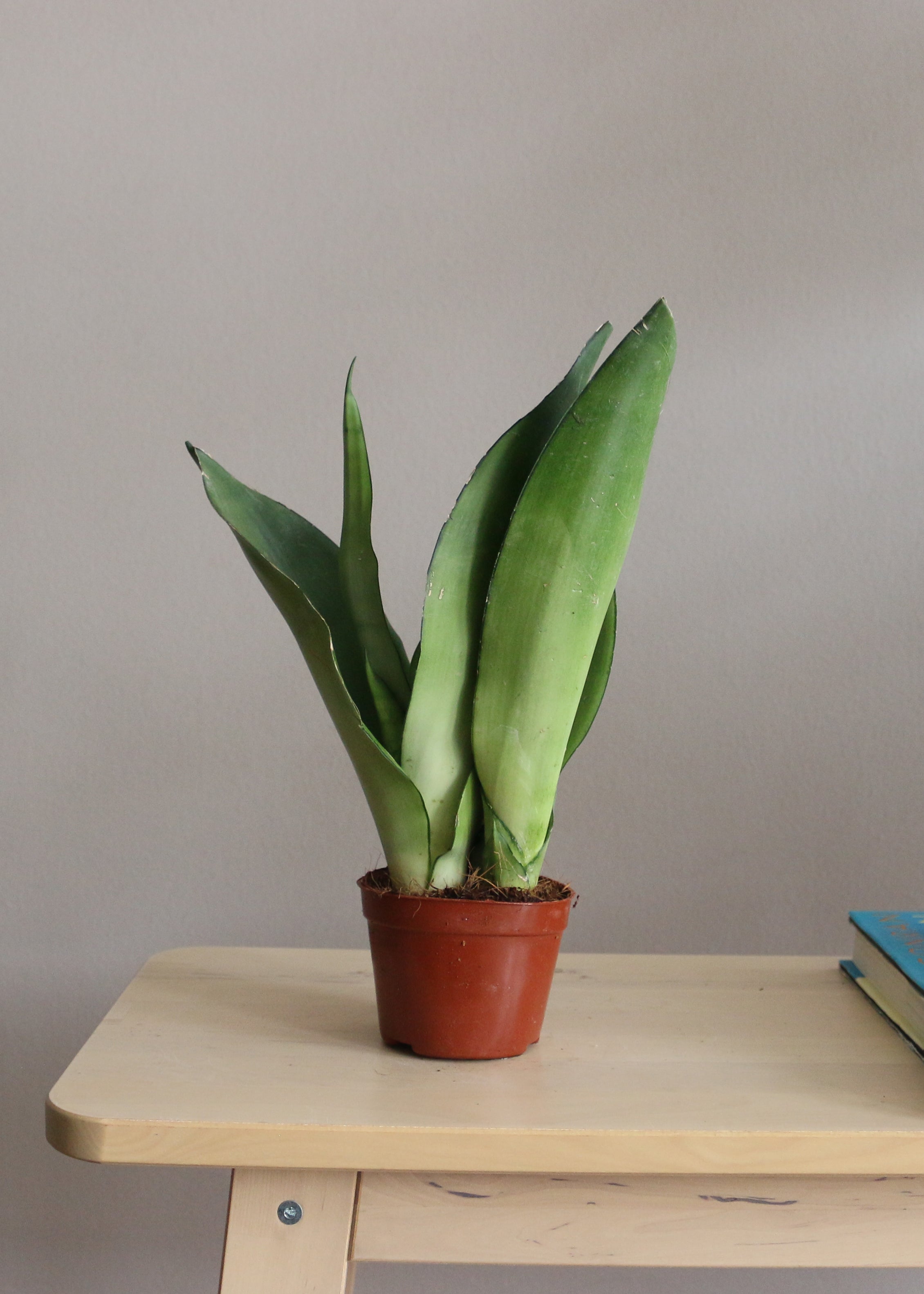 Sansevieria Moonshine