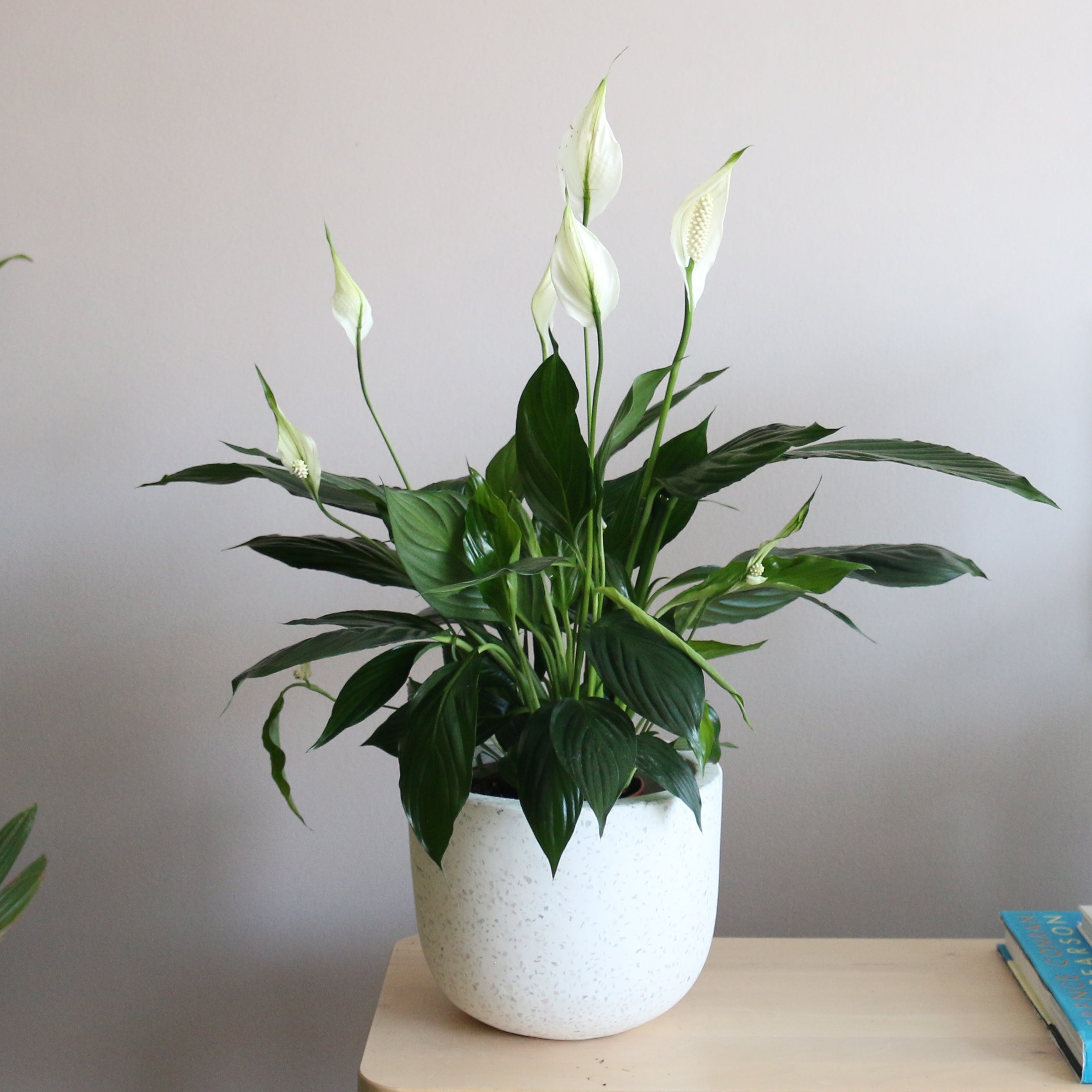 Peace Lily