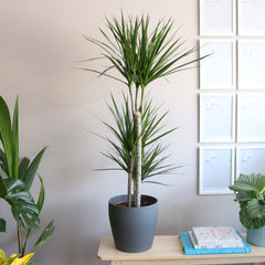 Dracaena Marginata