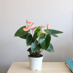 Anthurium Andraeanum spirit