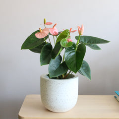 Anthurium Andraeanum spirit