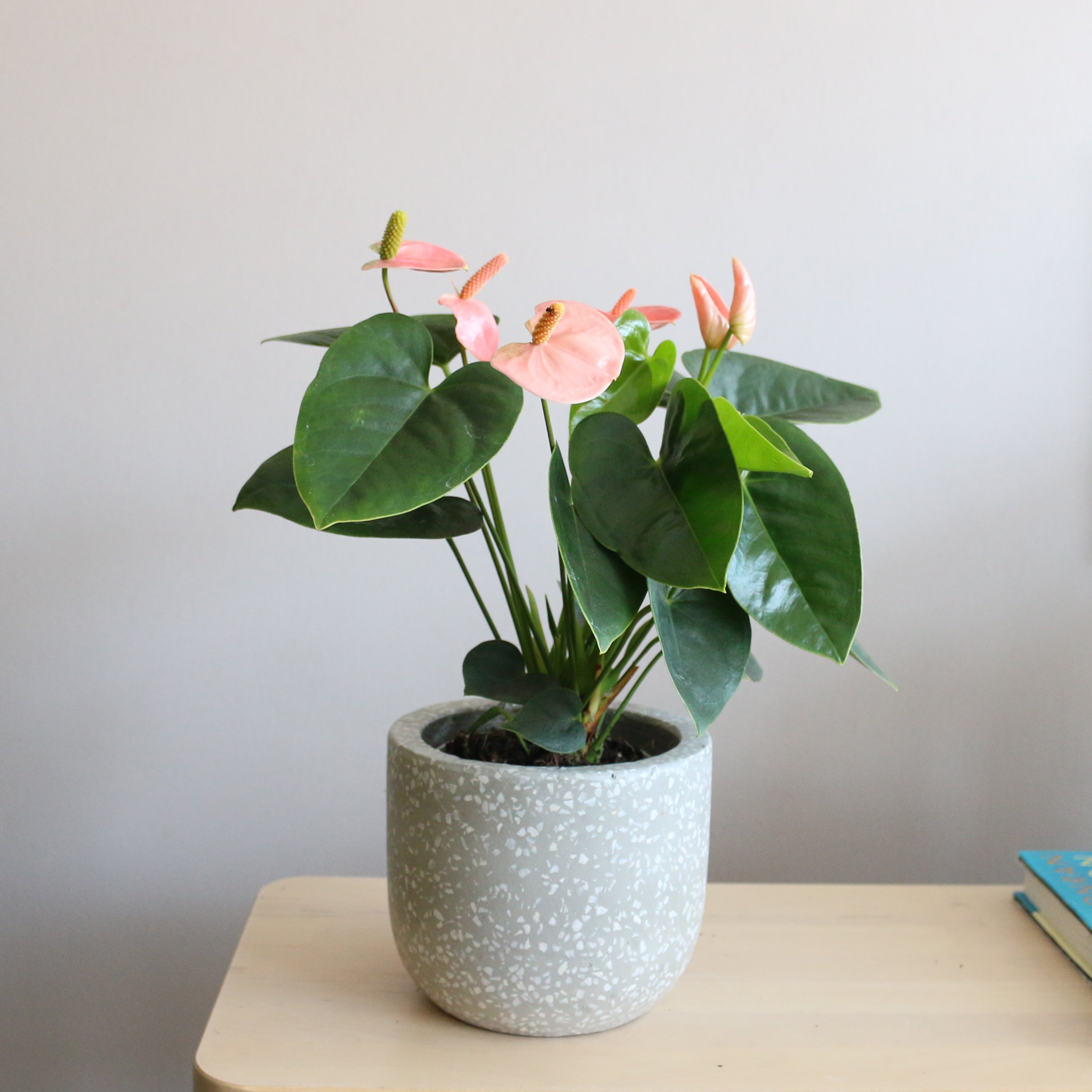 Anthurium Andraeanum spirit