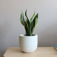 Sansevieria Trifasciata Futura