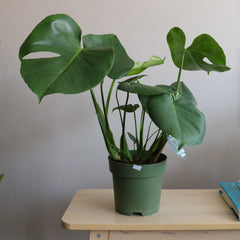 Monstera Deliciosa