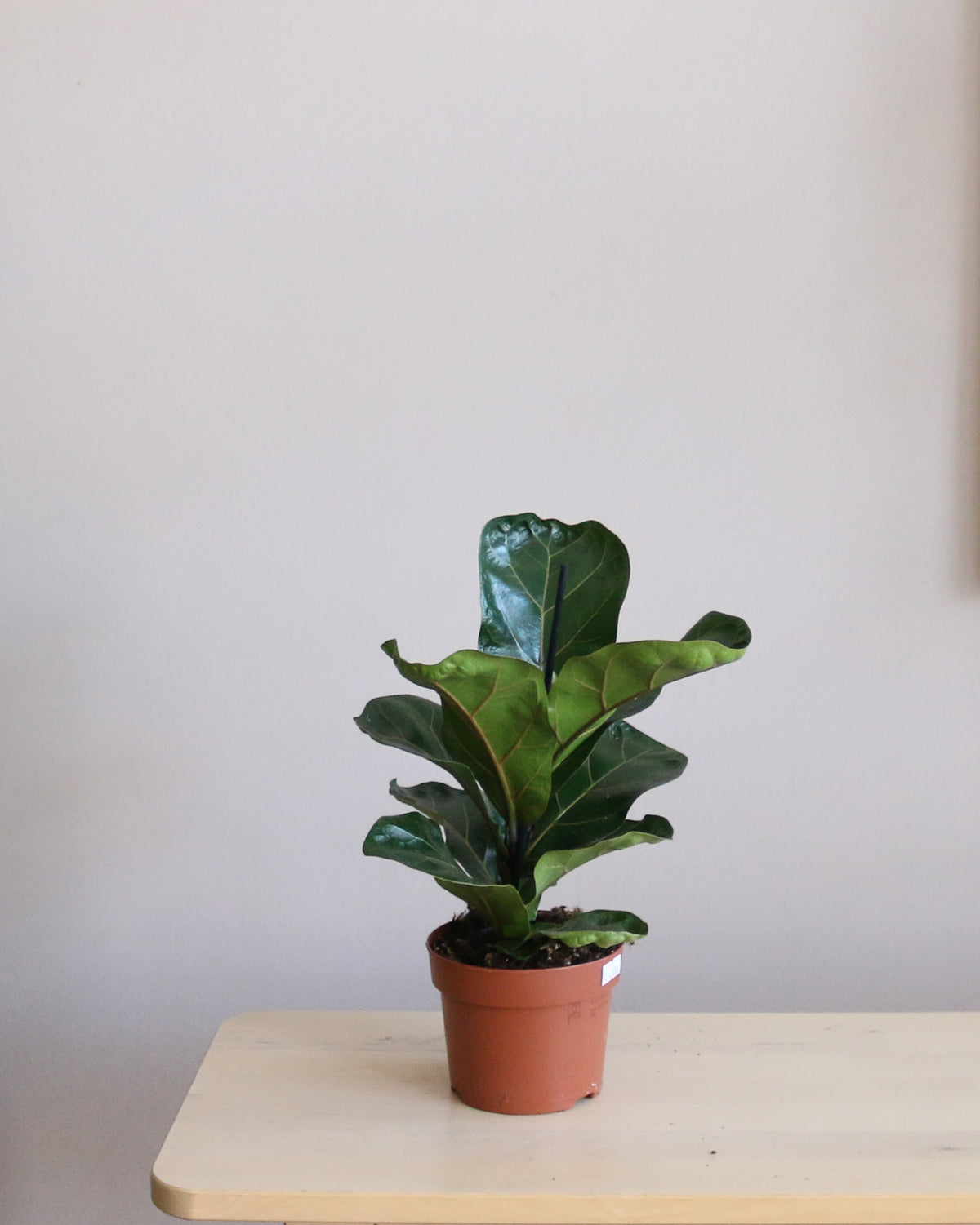 Ficus Lyrata Bambino