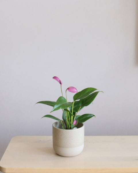 Anthurium Zizou – Sky and Greens