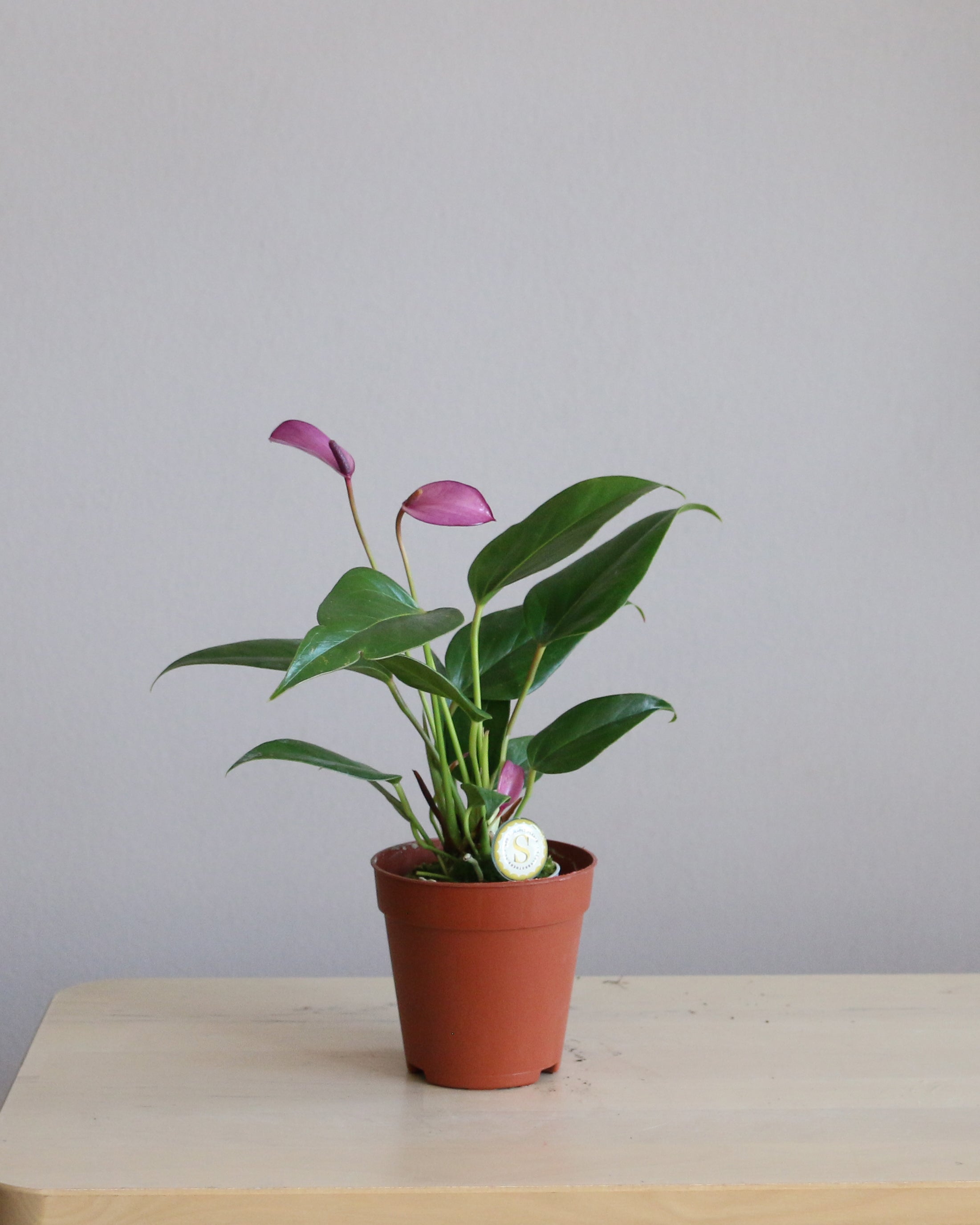 anthurium zizou pink Anthurium Zizou – Sky and Greens