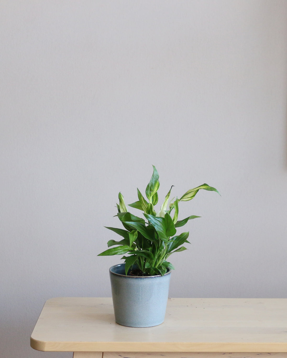 Peace Lily