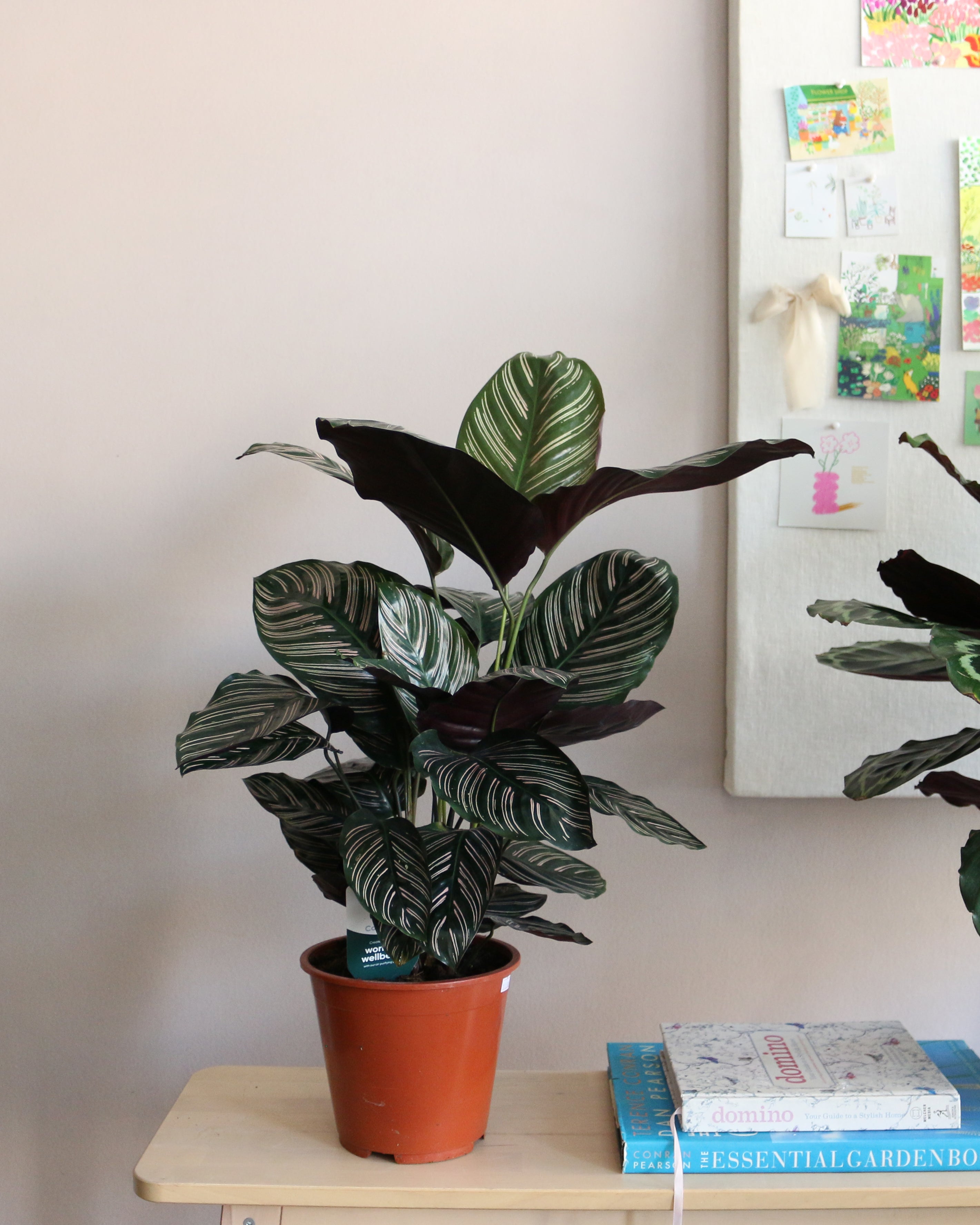 Calathea Ornata