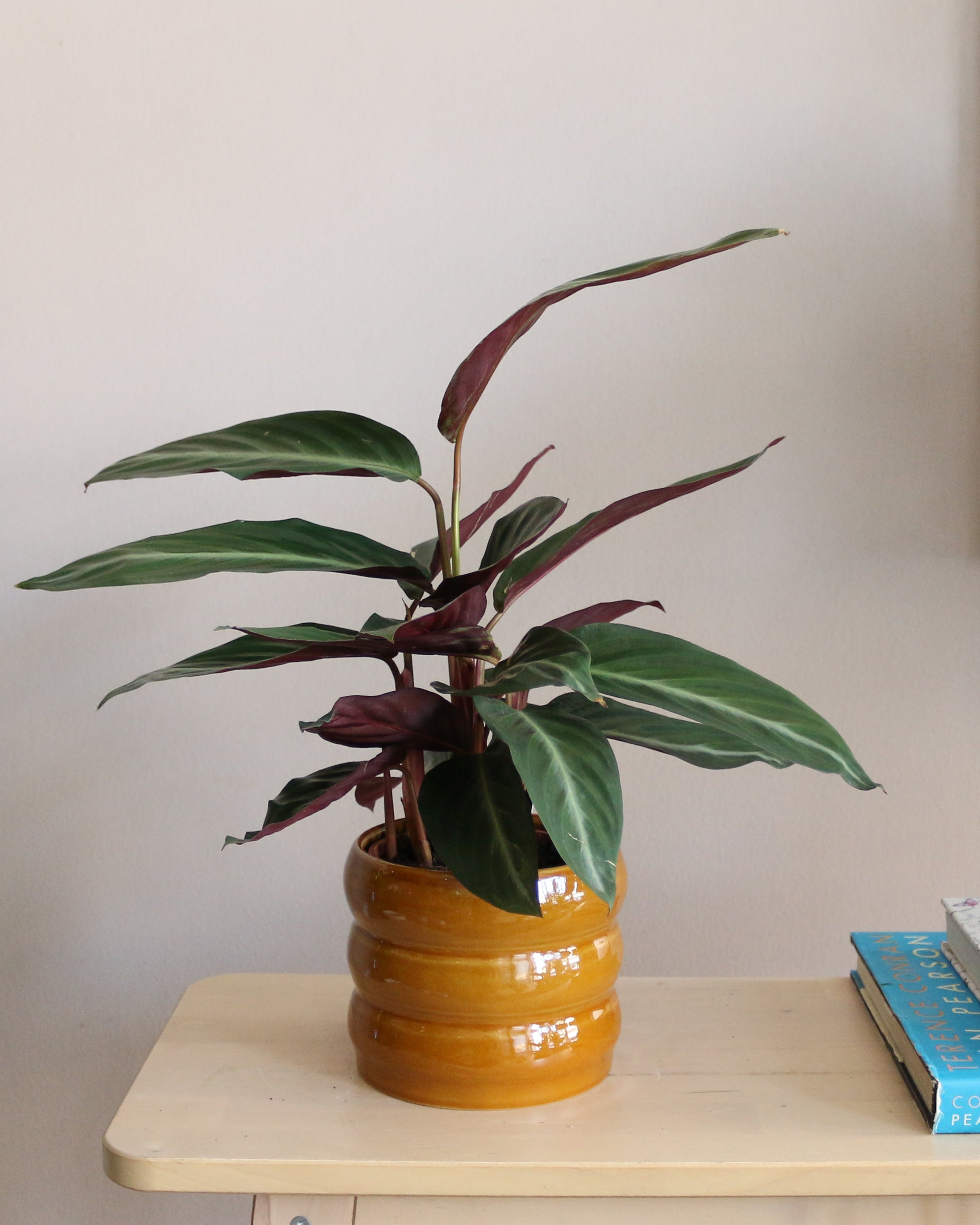 Calathea