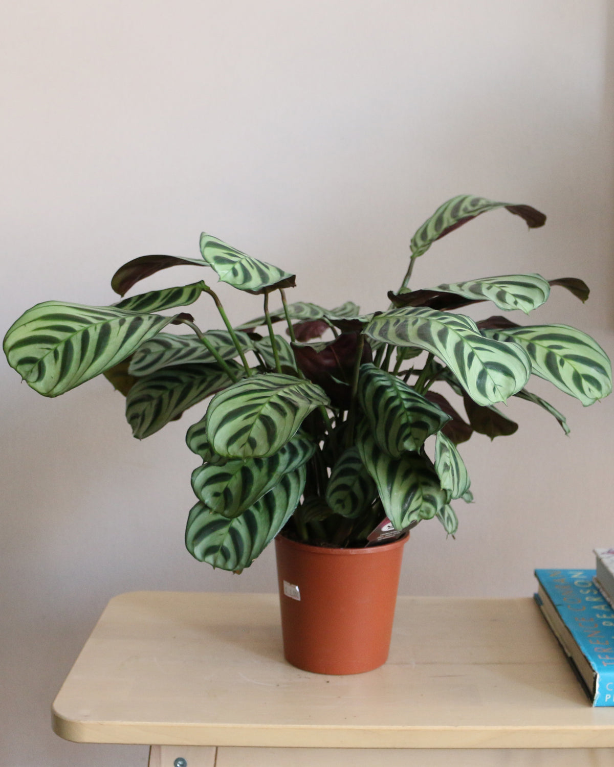 Calathea