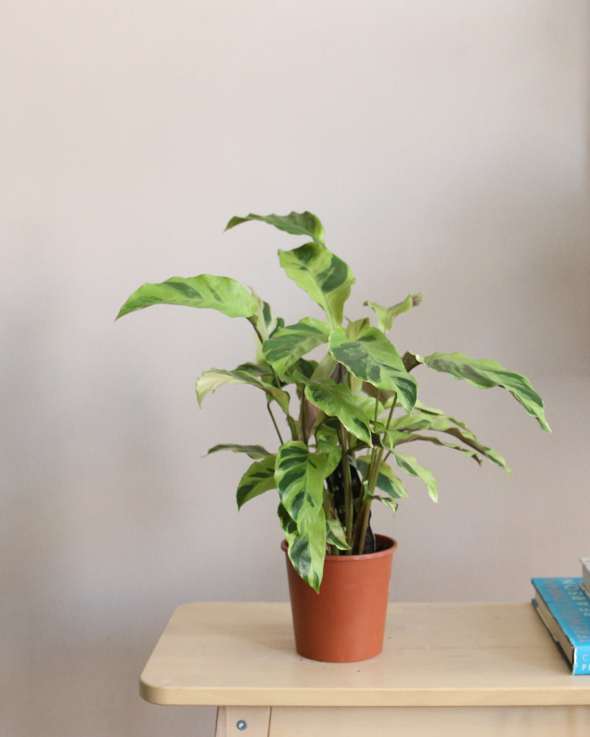 Calathea