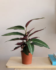 Calathea