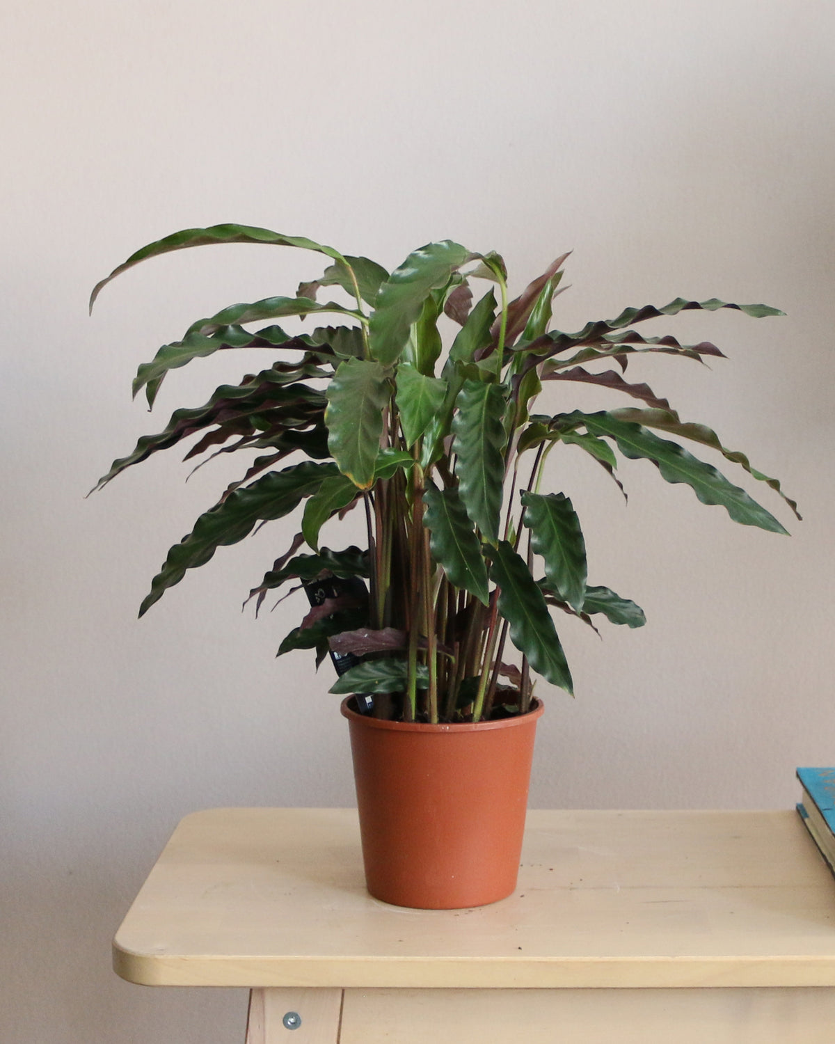 Calathea