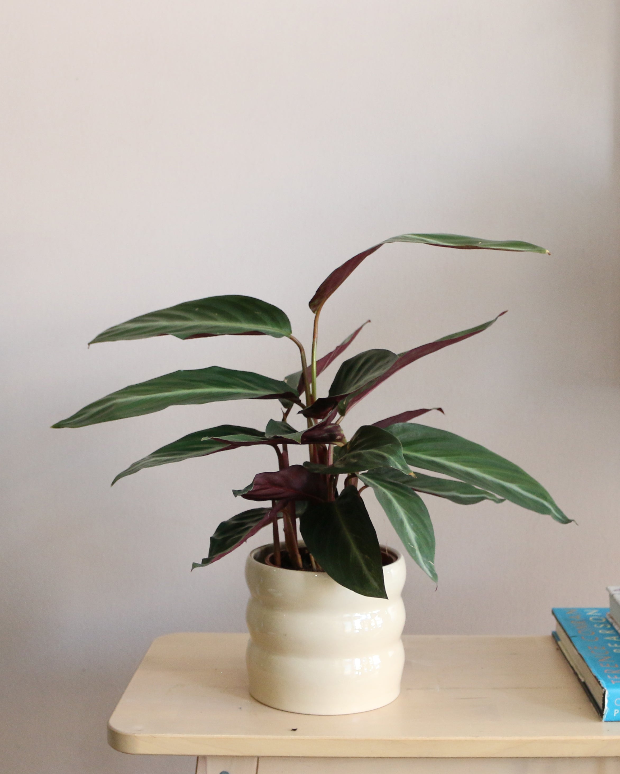 Calathea