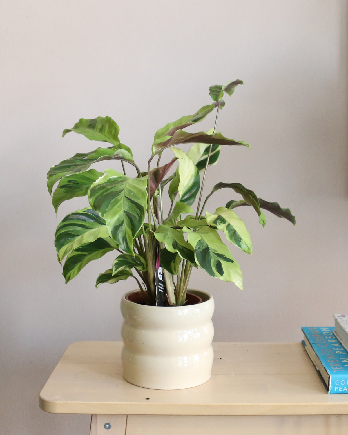 Calathea