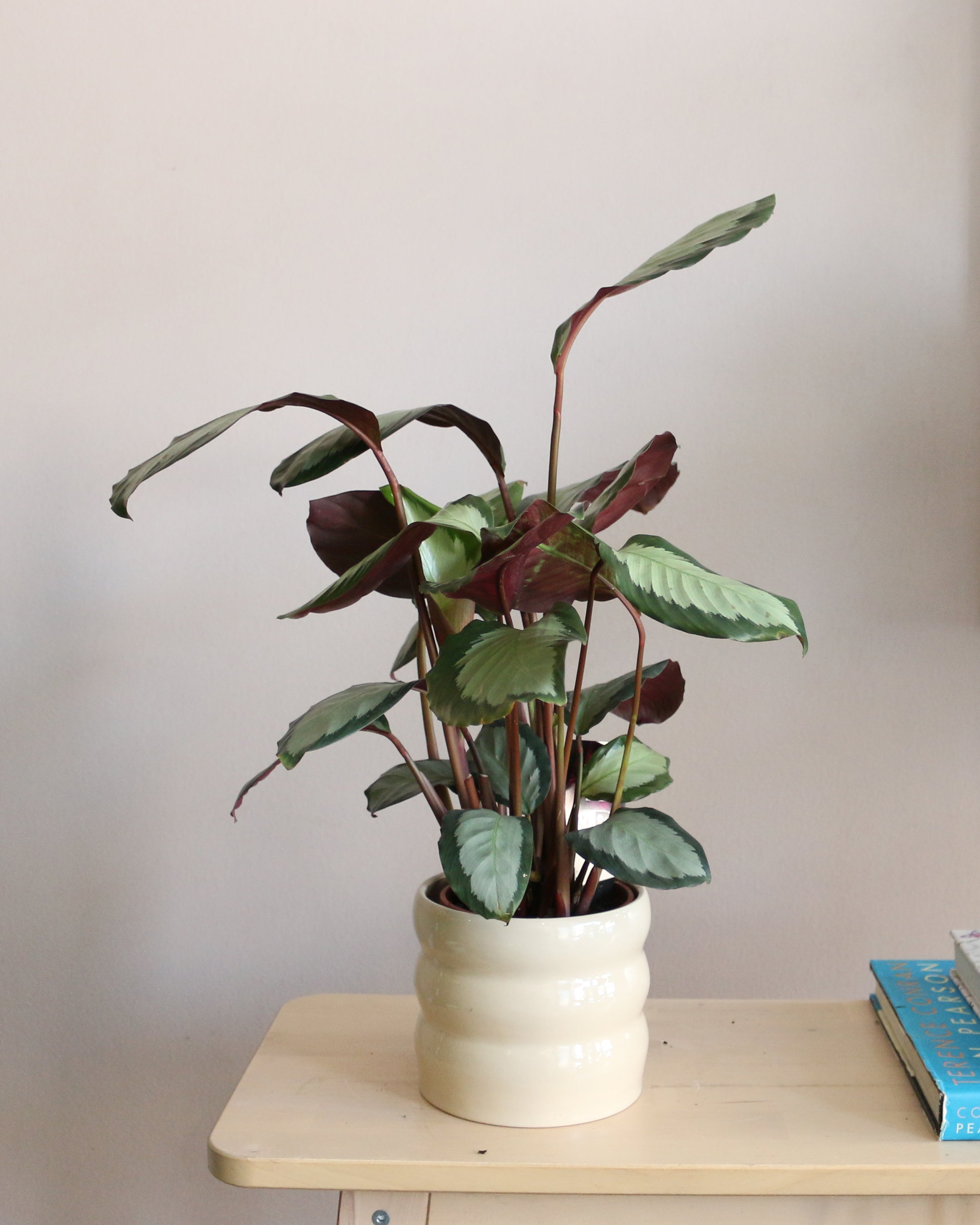 Calathea