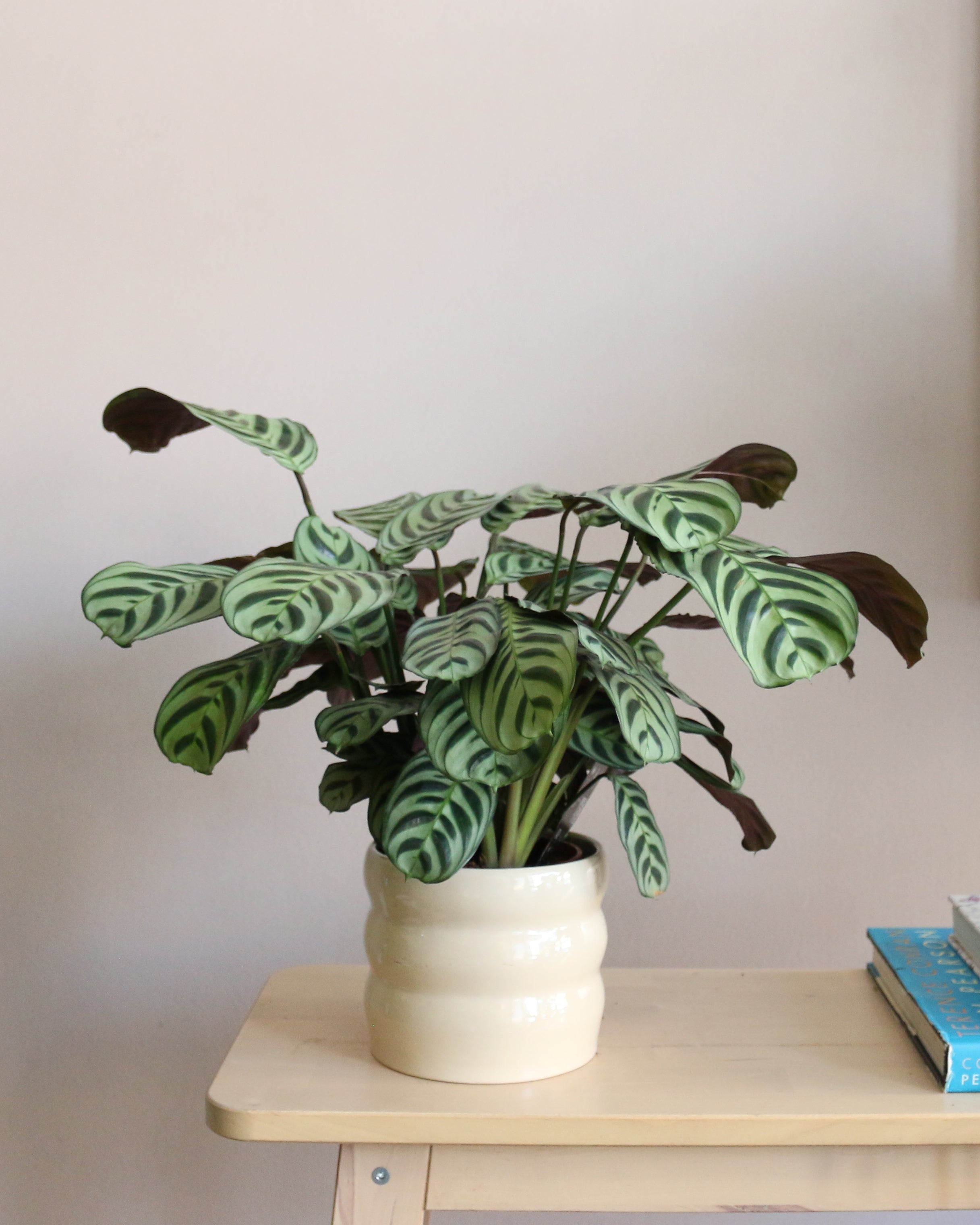Calathea
