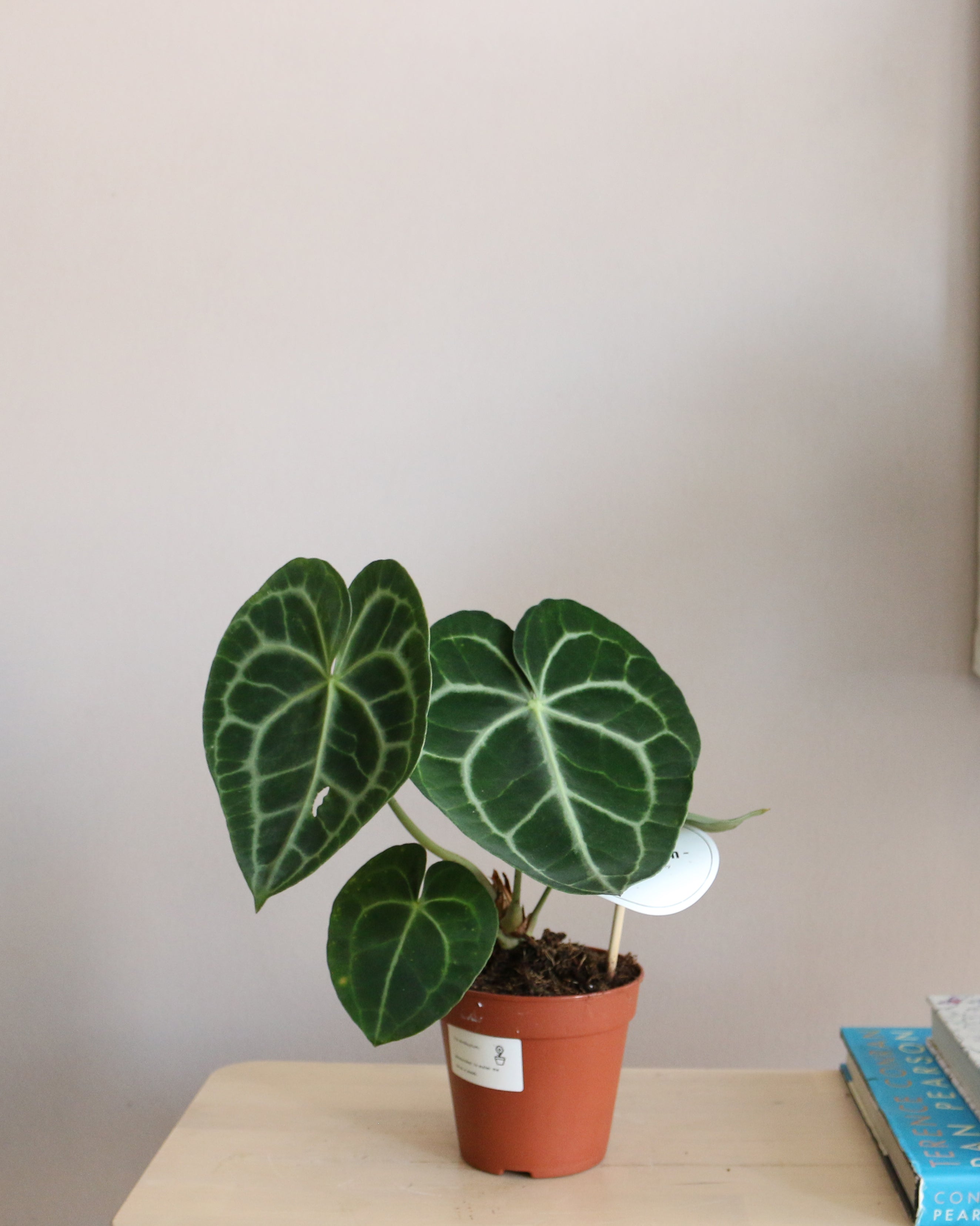 Anthurium Clarinervium