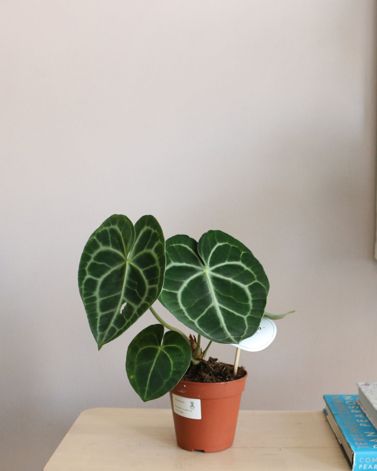 Anthurium Clarinervium