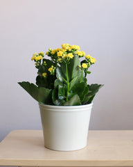 Kalanchoe Medium